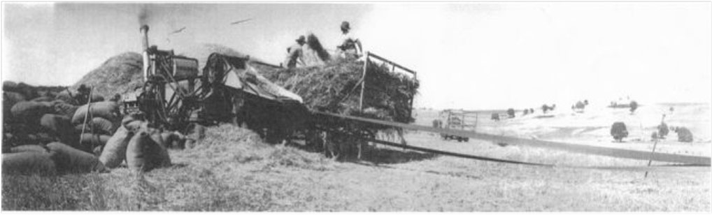 Stacking of oat sheaves and processing of oats at Kyalla Park in 1930s